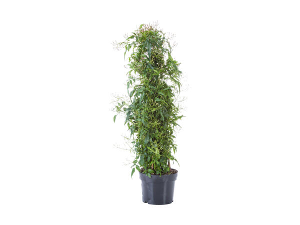 Jasmin pyramide