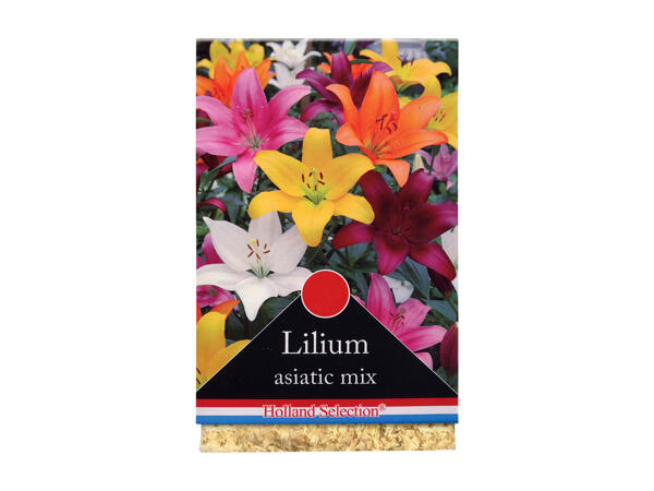 Autumn bulbs
