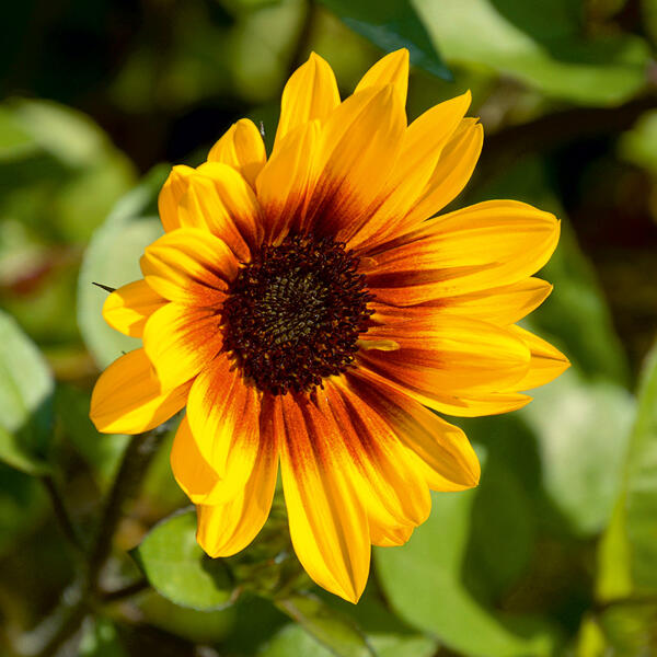 Sonnenblume "SUNbelievable™"