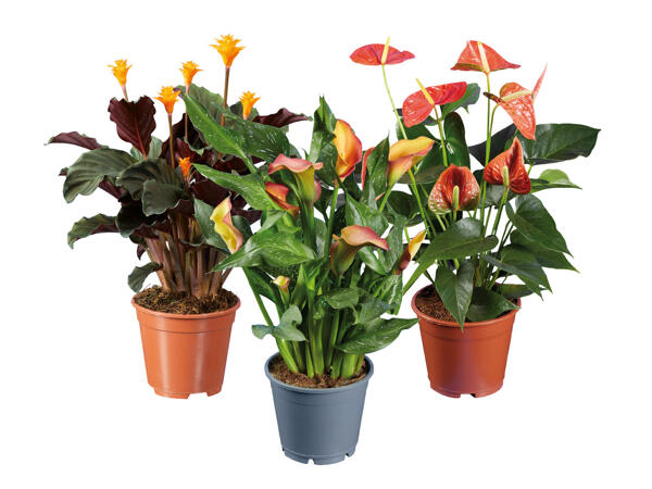 Calathea, Calla, Anthurium
