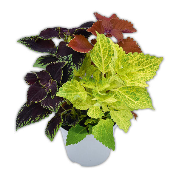 Coleus Trio