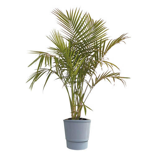 10" Foliage Plant - Assorted Varieties