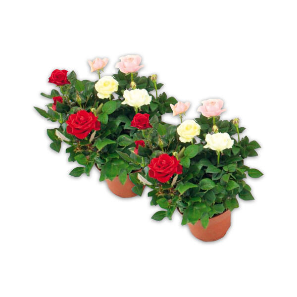 Topfrosen Trio Maxima Dolc'Amore(R)
