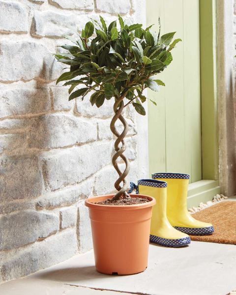 Double Spiral Bay Tree