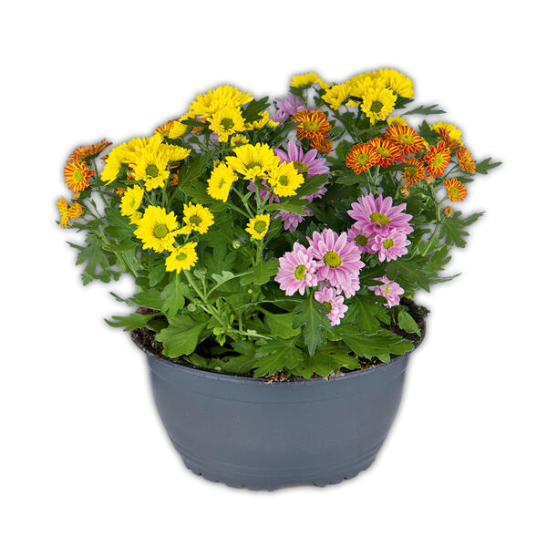 Chrysantheme