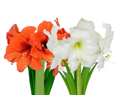 Amaryllis/Hyazinthe
