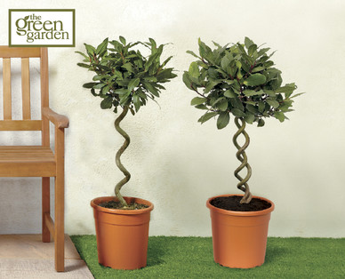 Spiral Bay Tree
