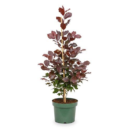 Blutbuche 80 cm