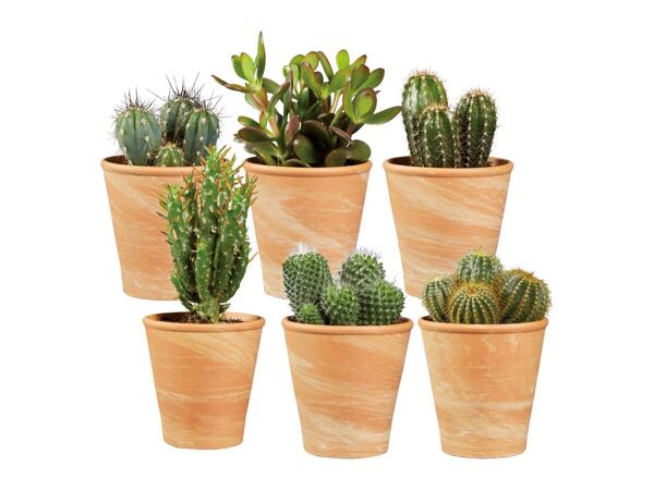 Cactus