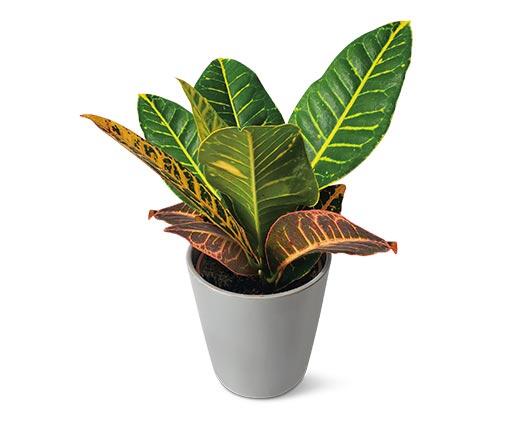 5" Foliage Assorted Varieties