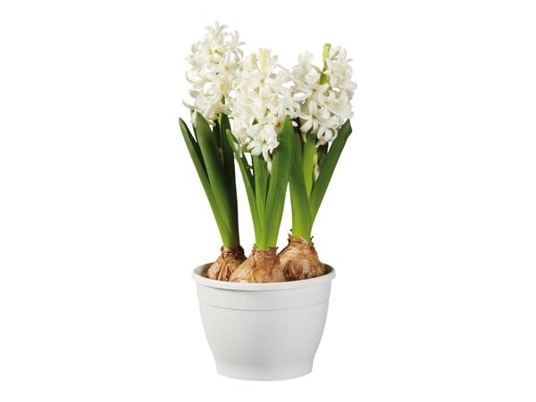 Hyacinths