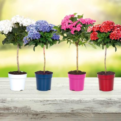 Hortensie