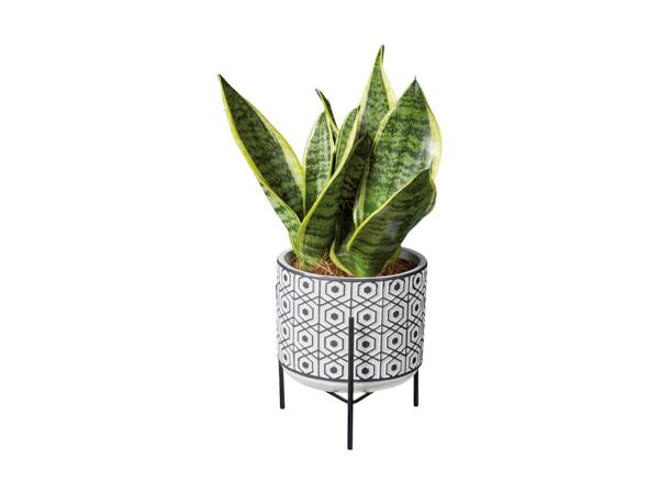 Easy Care Stand Plant