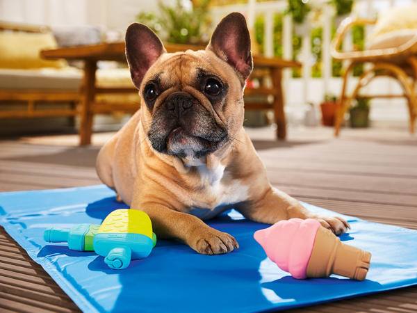Dog Chew Toy