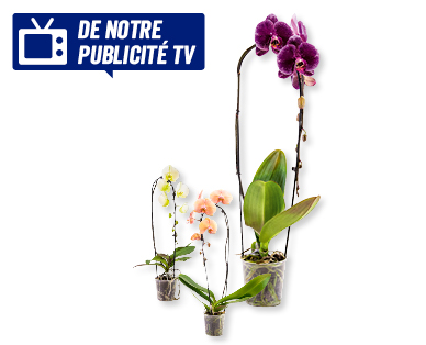 Phalaenopsis "Cascade"