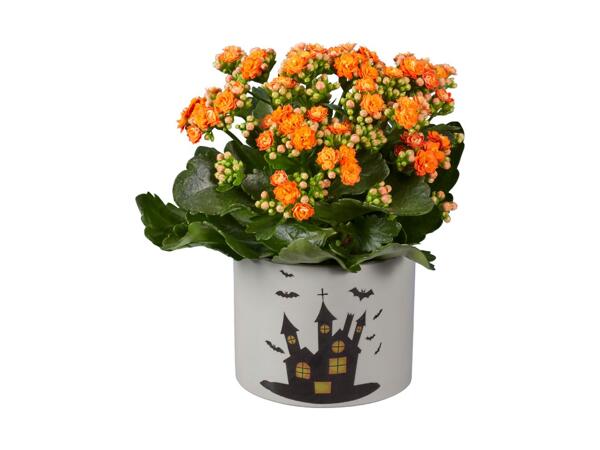 Happy Halloween Plant