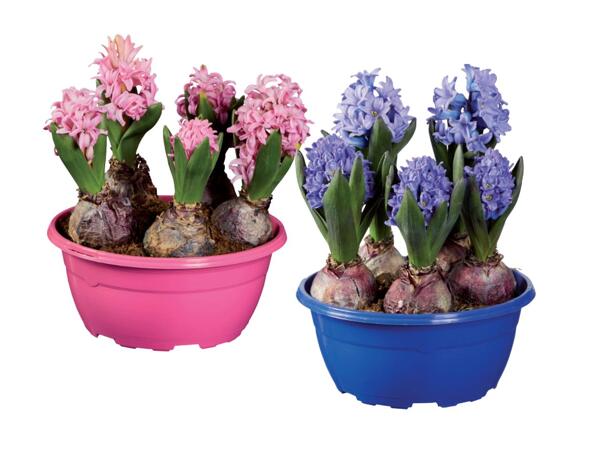 Hyacinths