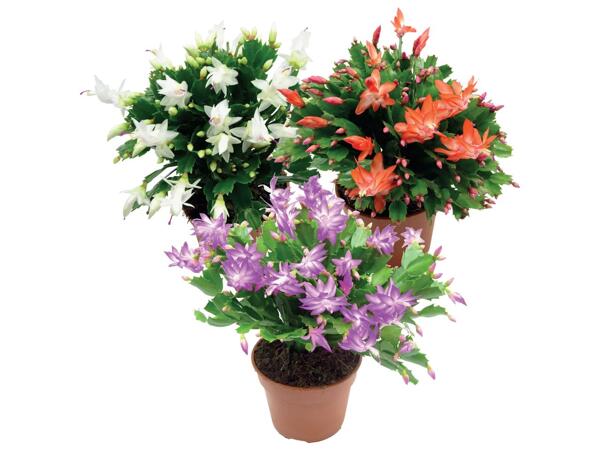 Schlumbergera