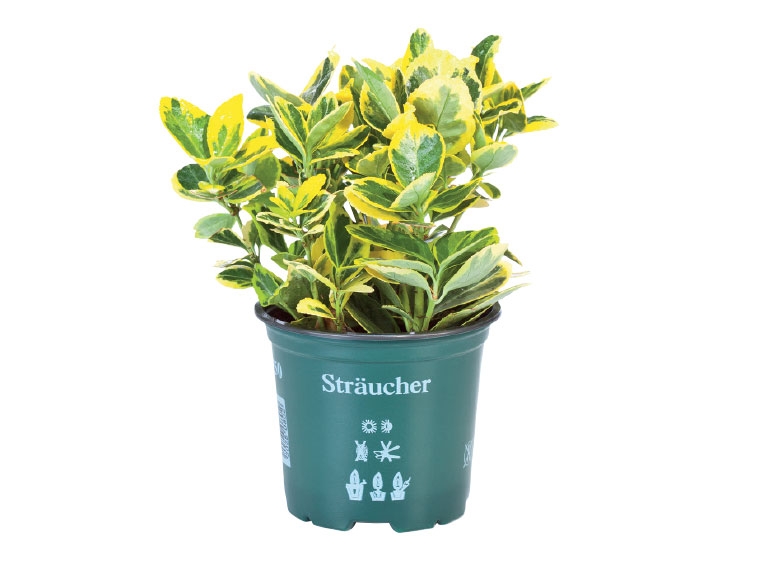 Assorted Bushes - available from 30th October