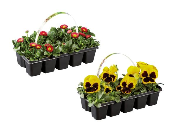 Forårsblomster
