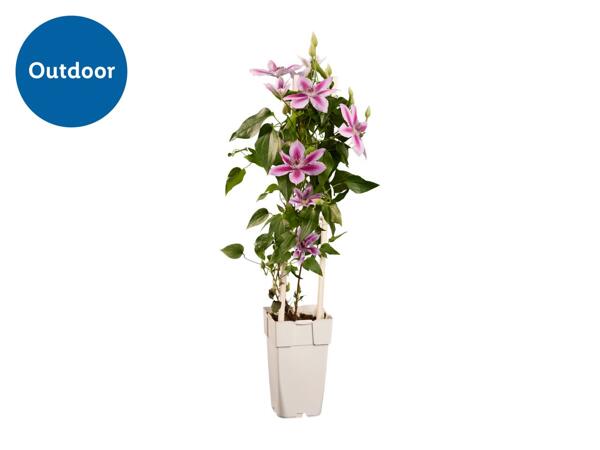 Clematis & Climbers