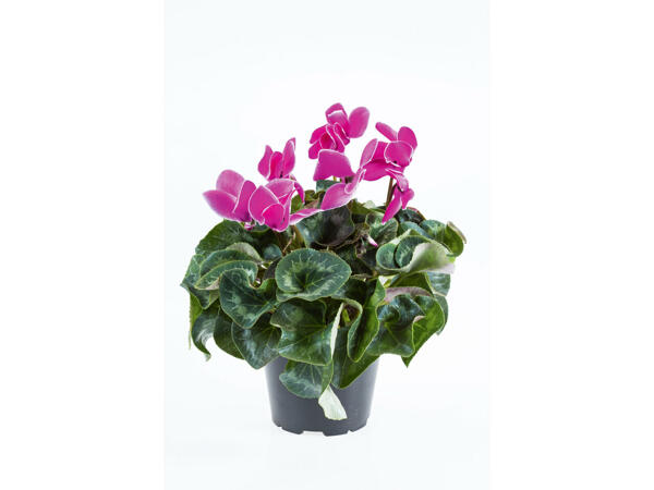 Cyclamen des Alpes