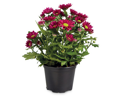 Chrysanthemum