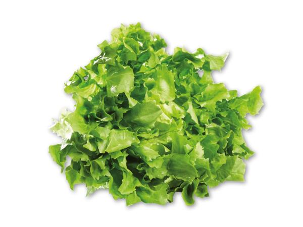Crispsalat