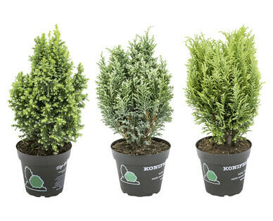 ASSORTIMENT DE CONIFÈRES