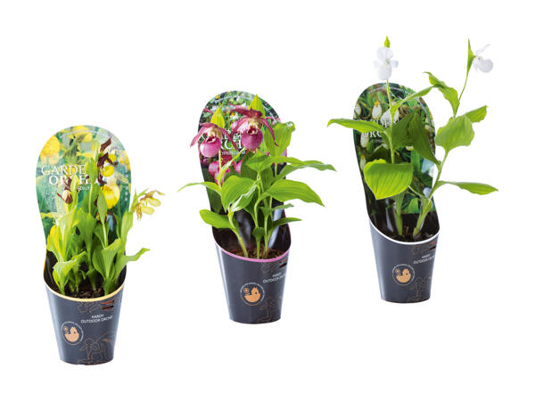 Orchidée de jardin
