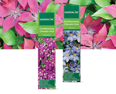 Gardenline Everblooming Clematis Flowering Vine