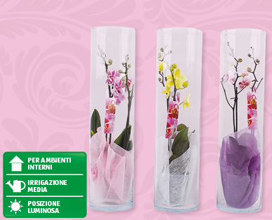 Phalaenopsis in vaso cilindrico