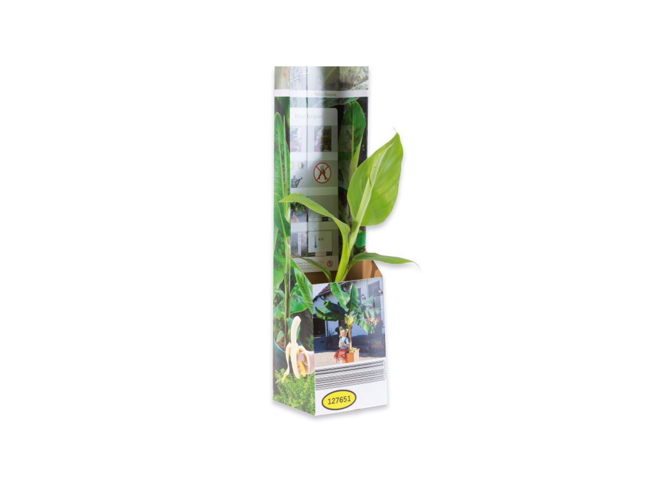 Bananplanta