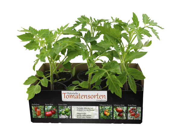 Plants de tomates "variétés anciennes"
