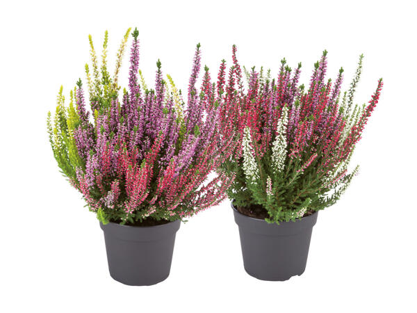 Calluna Vulgaris 3 colours