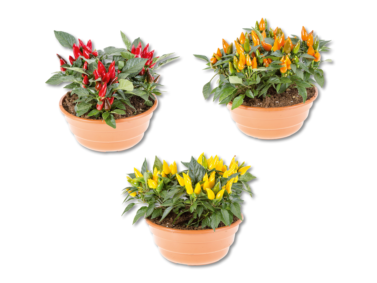 Piment en pot