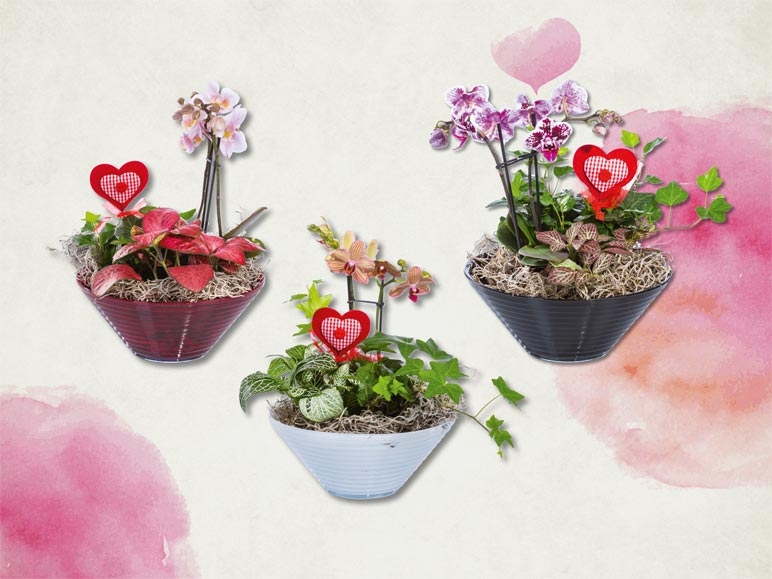 Mini phalaenopsis dans un bol en verre (dès le 4.2.)