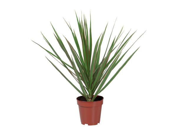 Assorted Green Houseplants
