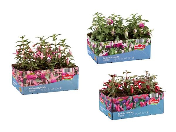 Fuchsias