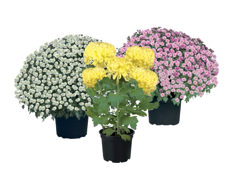 Hardy Garden Chrysanthemums