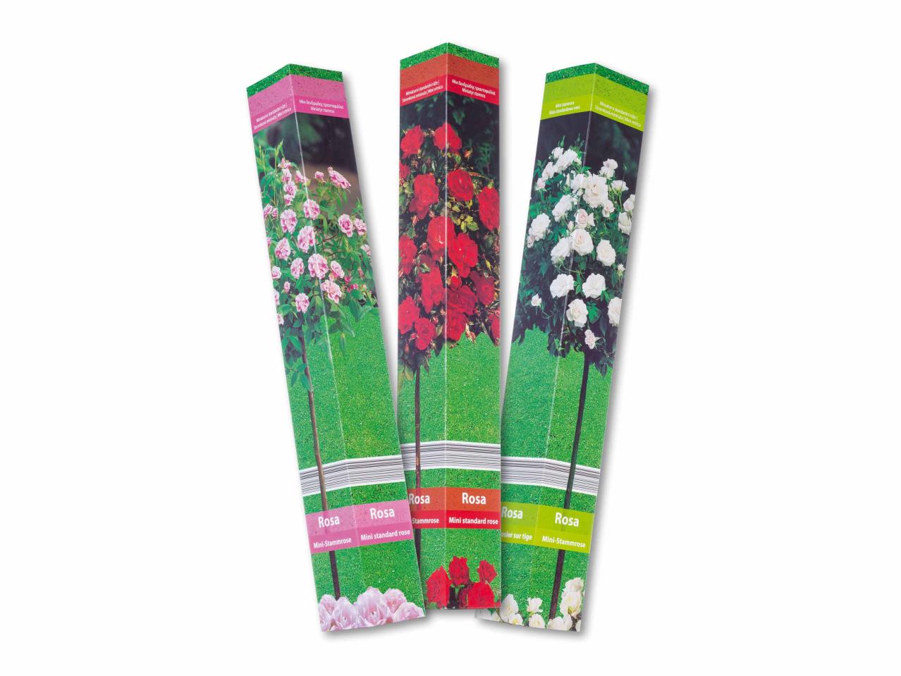 Rosier sur tige dans un sachet pliant