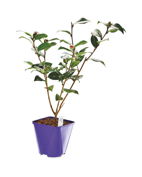 Camellia