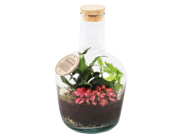 Pflanzen Terrarium