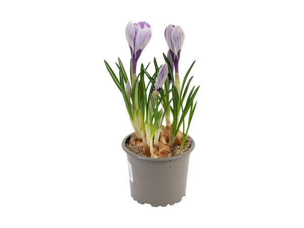 Krokus