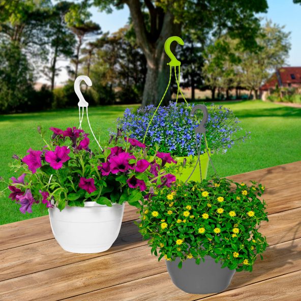 Hængeplanter