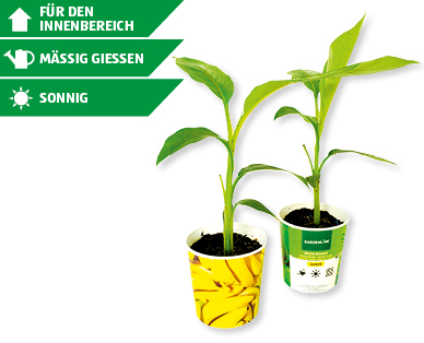 GARDENLINE(R) Musa Banana