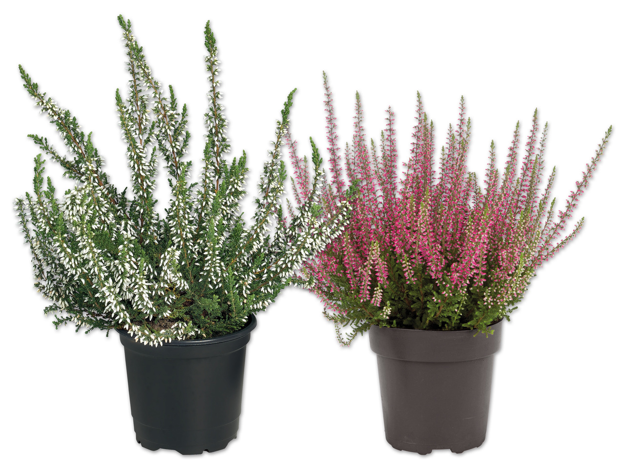Calluna Vulgaris (Heidekraut)