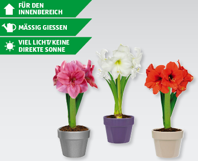 GARDENLINE(R) Amaryllis