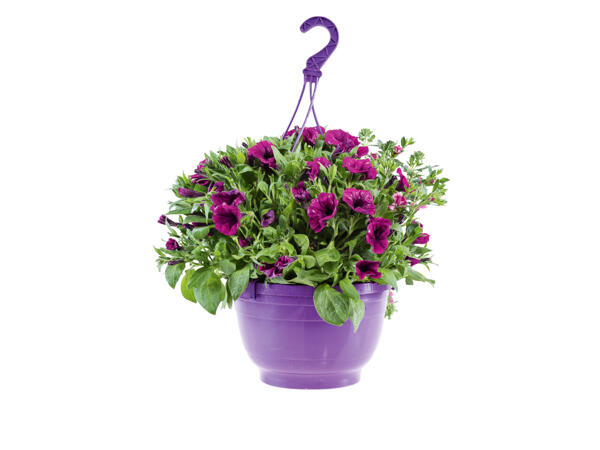 Plantes à suspendre