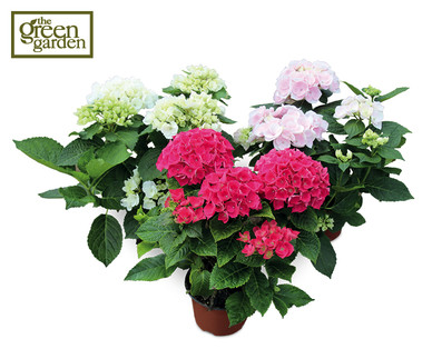 Hydrangea